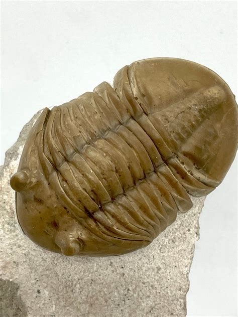 trilobite fossil sale|tremierella trilobite for sale.